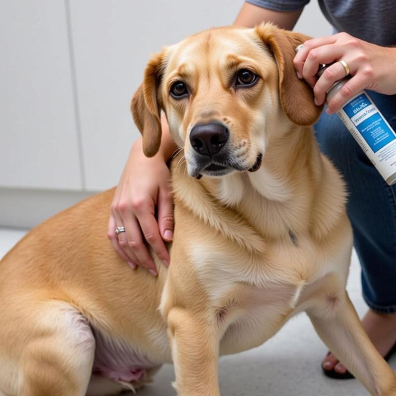 Applying Silver Honey Spray to a Dog's Hot Spot