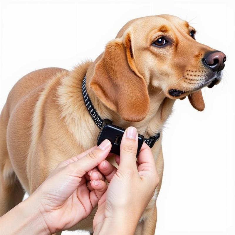 Bark Collar Fit on a Dog