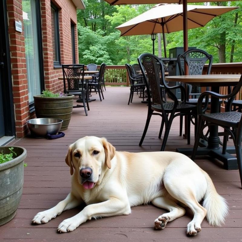 Boone NC Dog Friendly Restaurants: A Tail-Wagging Guide to Dining with Your Pup