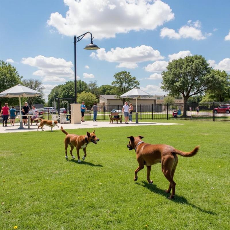 Chó chơi đùa tại Brohard Paw Park ở Venice, Florida