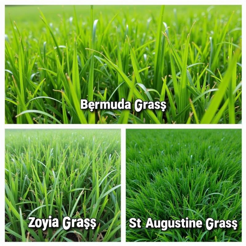 Dog-Friendly Grass Varieties in Texas