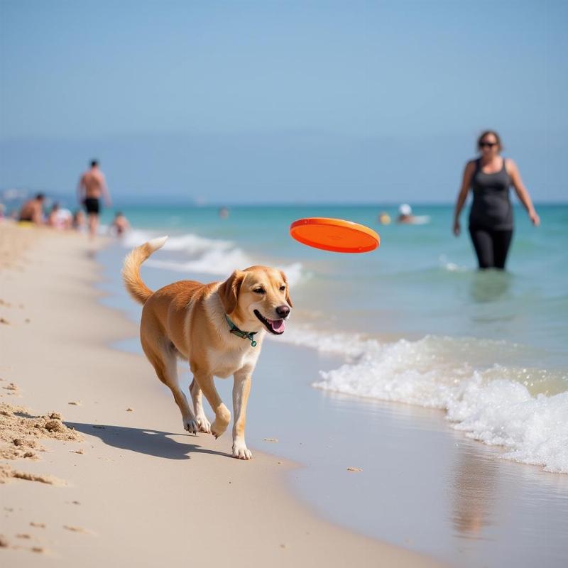 Dog-friendly activities on Cape San Blas Beach