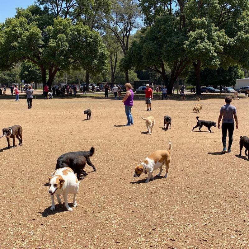 Dogs playing at Cesar Chavez Dog Park