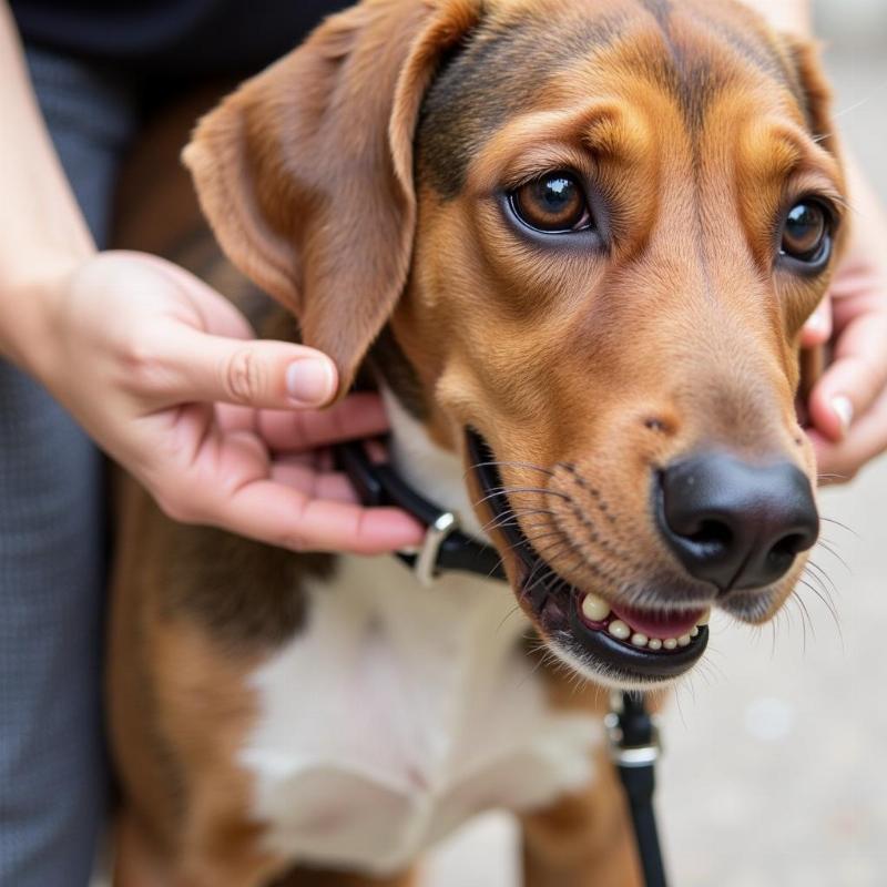 Checking the fit of a dog's leash