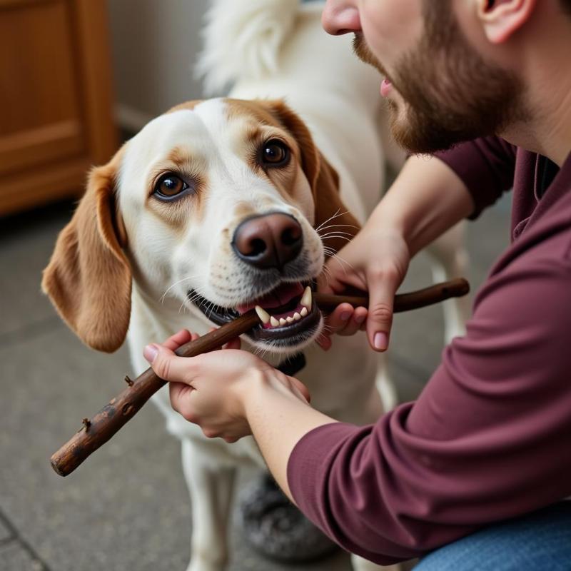 Dog eating a stick - Checking the dog