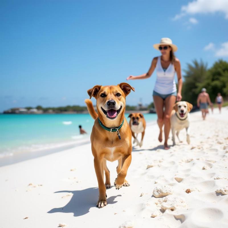 Dog enjoying the beach with its owner in Key West