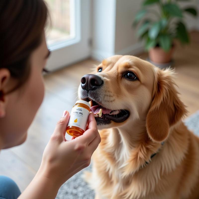 Owner Giving Dog Krill Oil Capsule