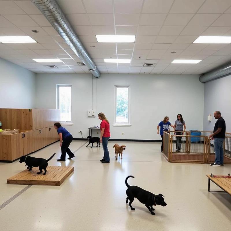 Clean Dog Daycare in Orange Park