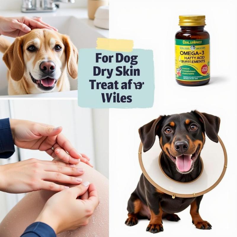 Effective treatments for dog dry skin