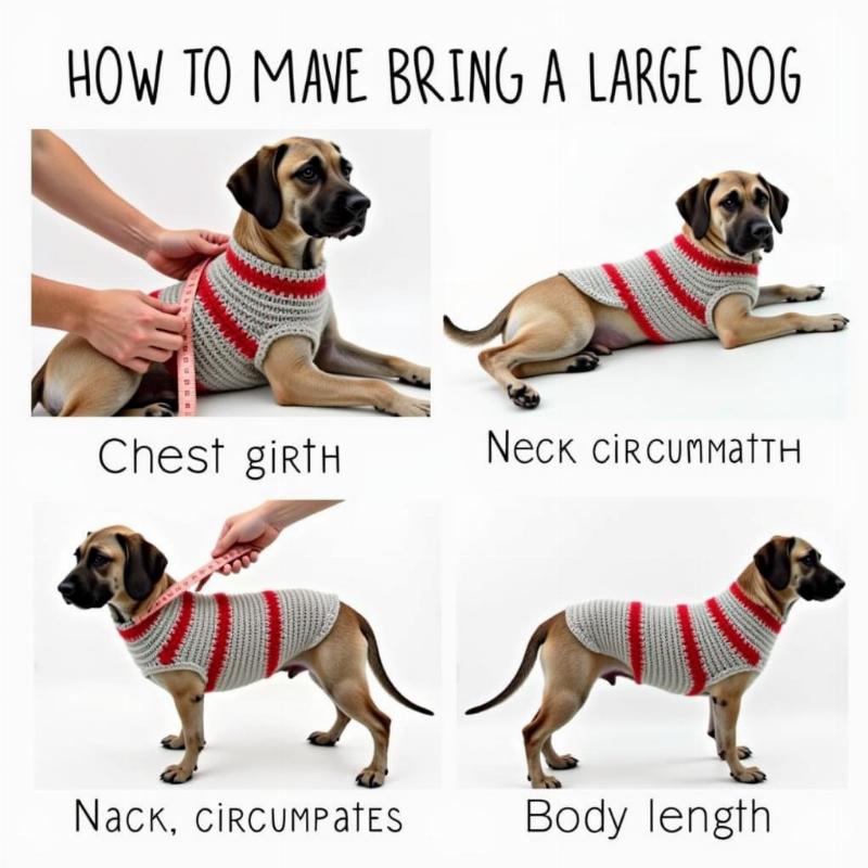 Measuring a Large Dog for a Crochet Sweater