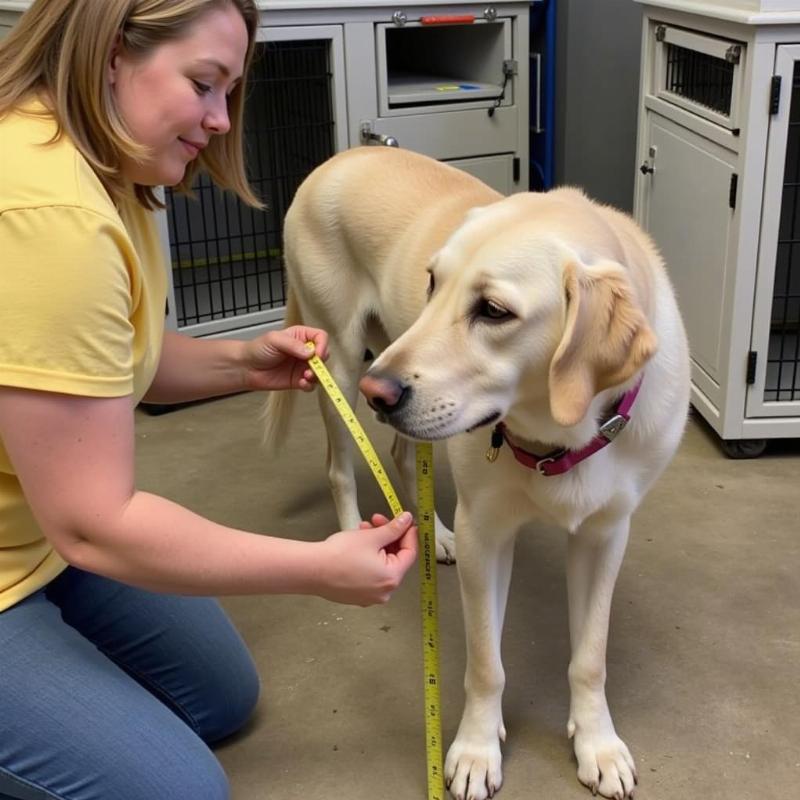 Measuring a Labrador for a perfect crate fit