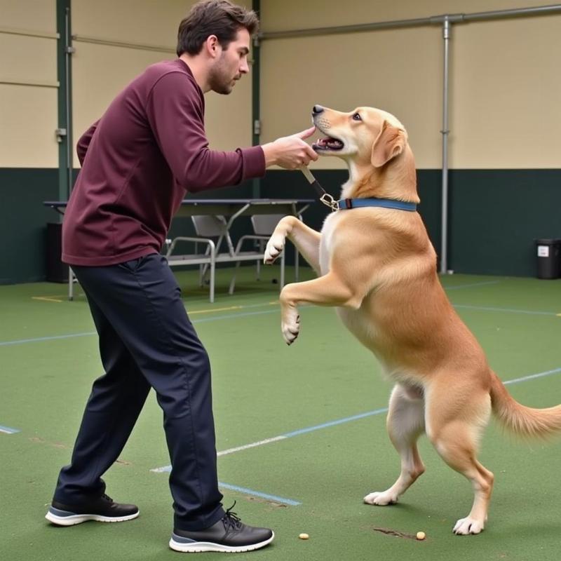 Dog Undergoing Aggression Training in Tampa