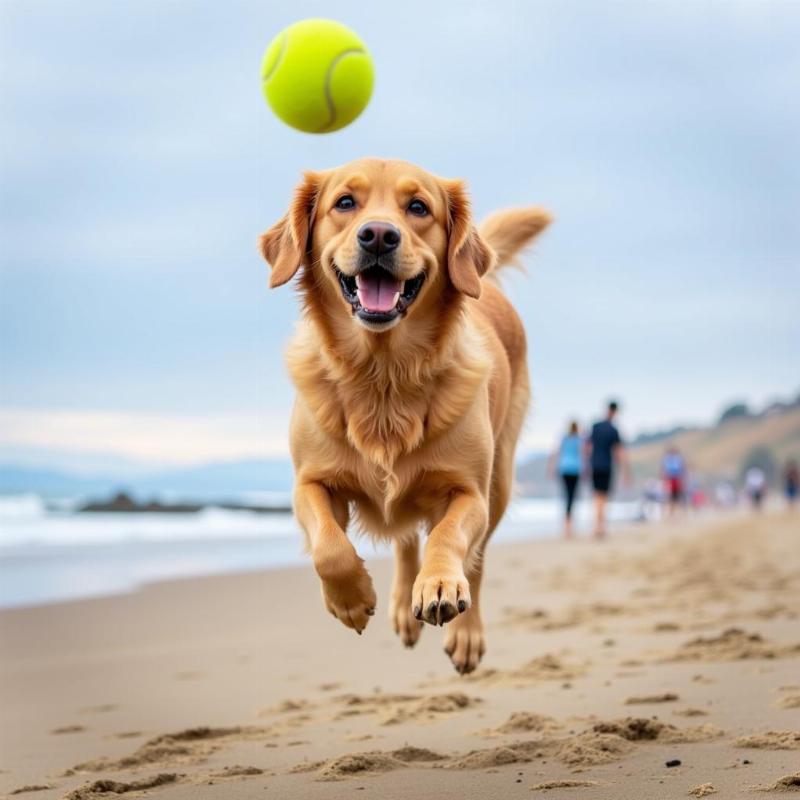 Dog Playing Fetch at Dog Beach Pismo Beach