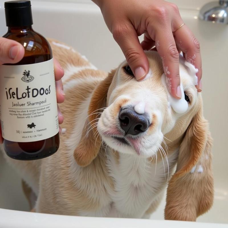 Dog Being Washed with Isle of Dogs Shampoo