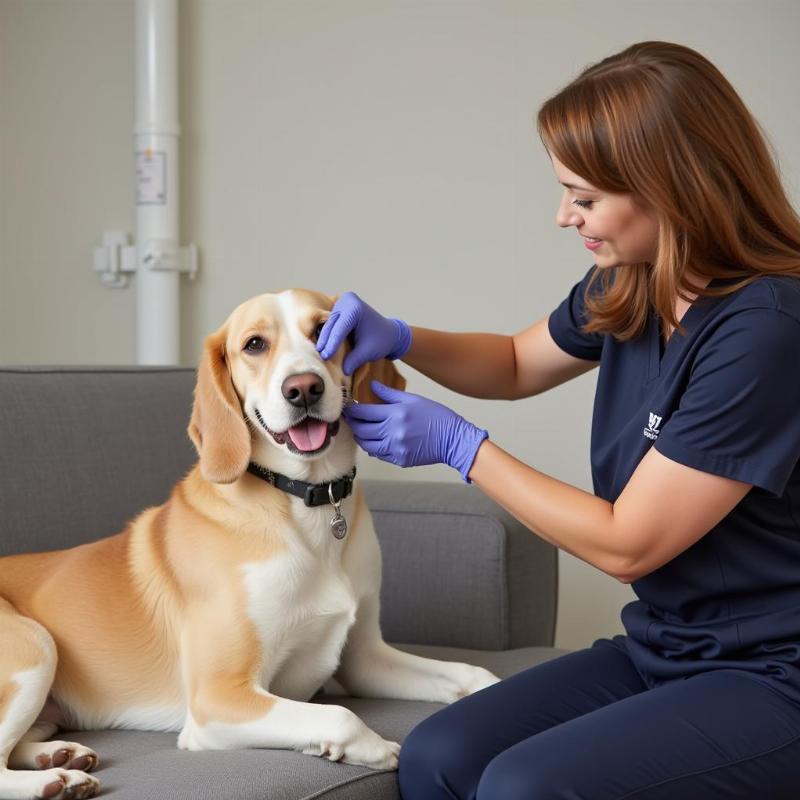 Dog boarder administering medication to a dog