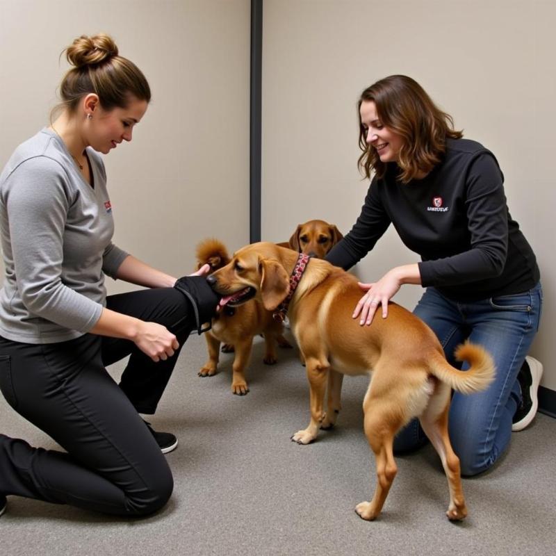 Staff Interacting with Dogs at Ellicott City Boarding Facility