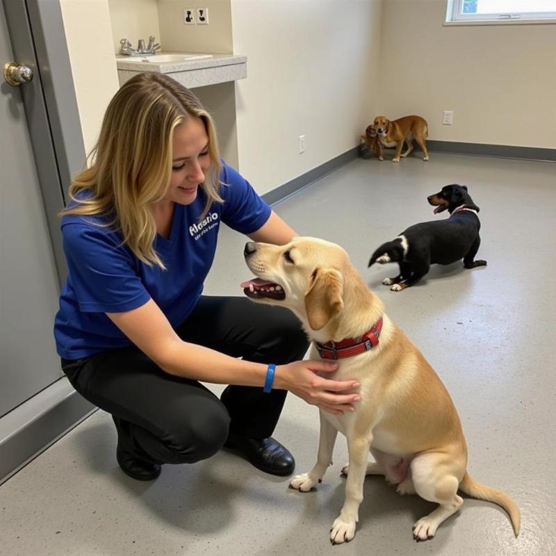 Staff member giving individual attention to a dog at a Mt Pleasant dog daycare