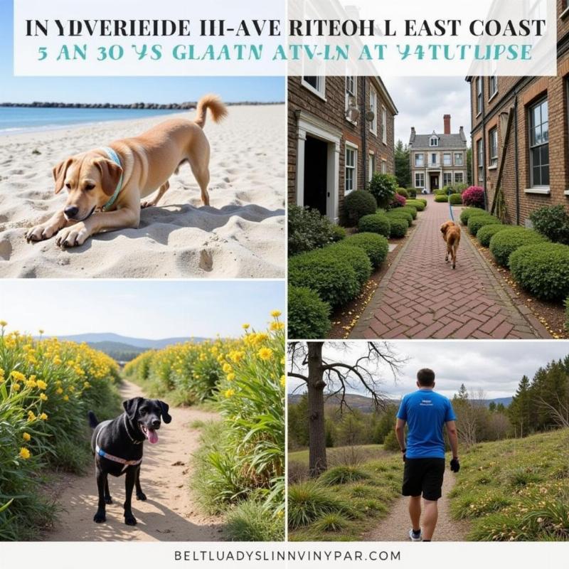 Dog-friendly activities on the East Coast