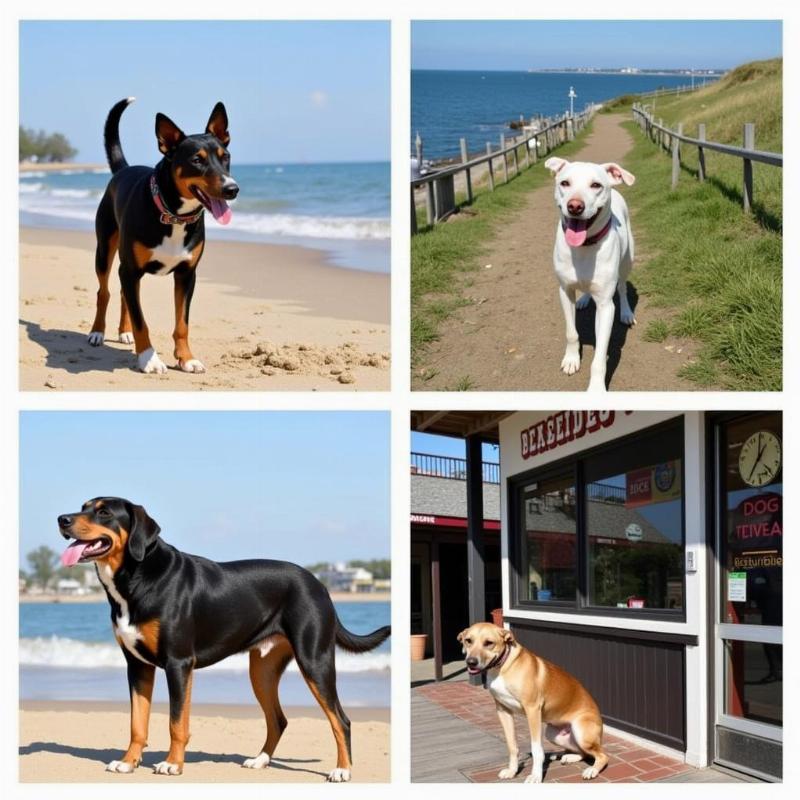 Dog-friendly activities on Long Beach Island