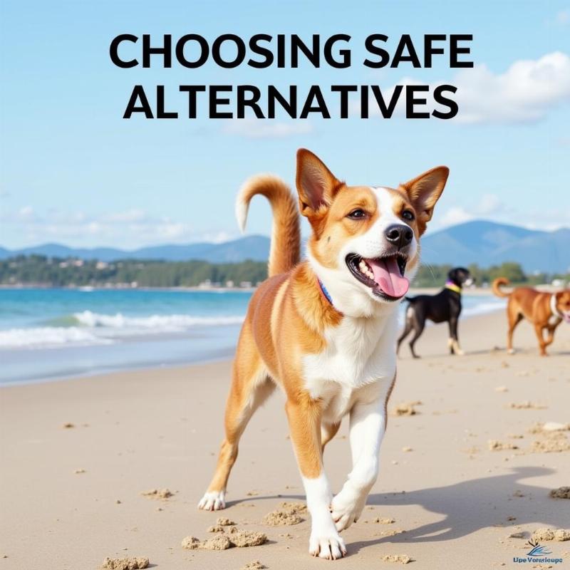 Dog enjoying a dog-friendly beach