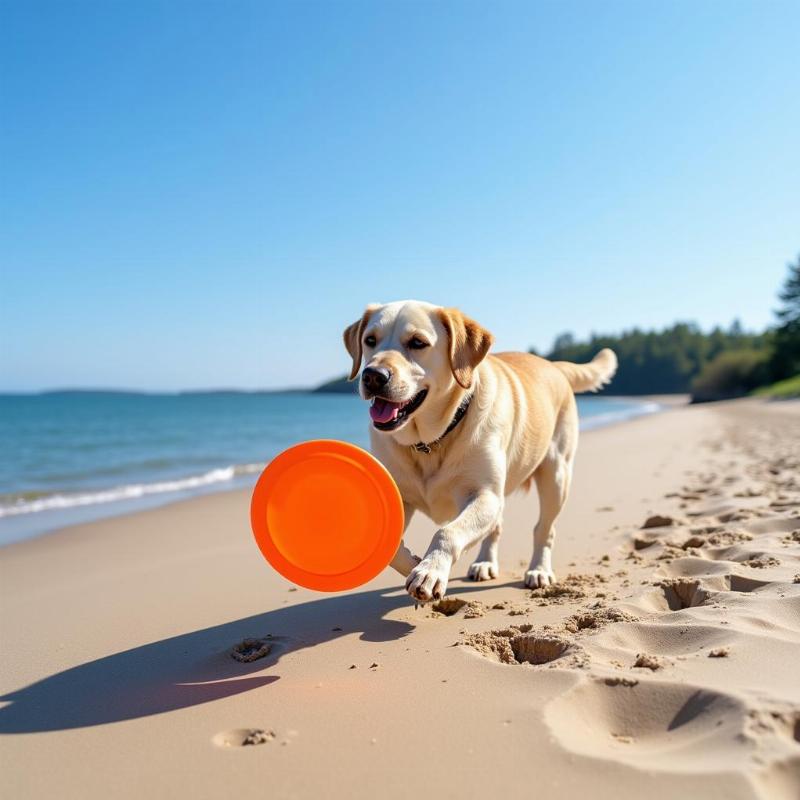 Maine's Dog-Friendly Beaches