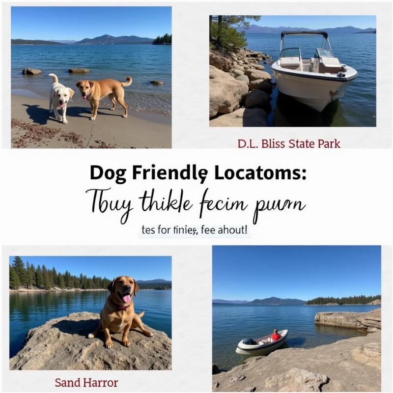 Dog Friendly Boat Rentals Lake Tahoe: Your Guide to On-Water Adventures with Your Furry Friend