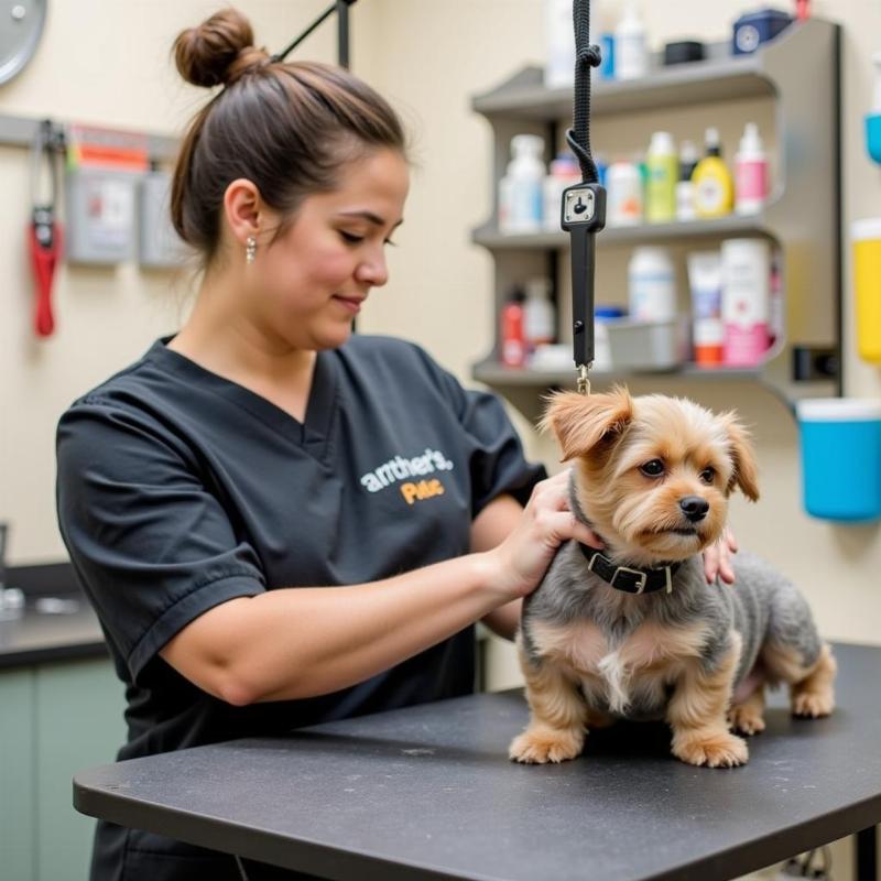 Choosing a Dog Groomer