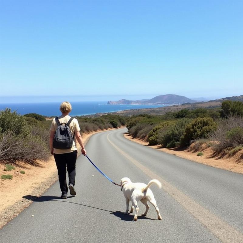 Dog on leash walking on paved road at Cabrillo National Monument