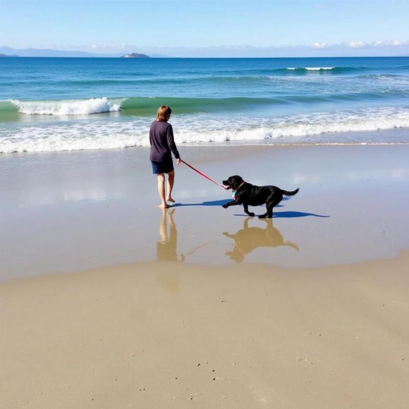 Dog playing on Avila Beach, California