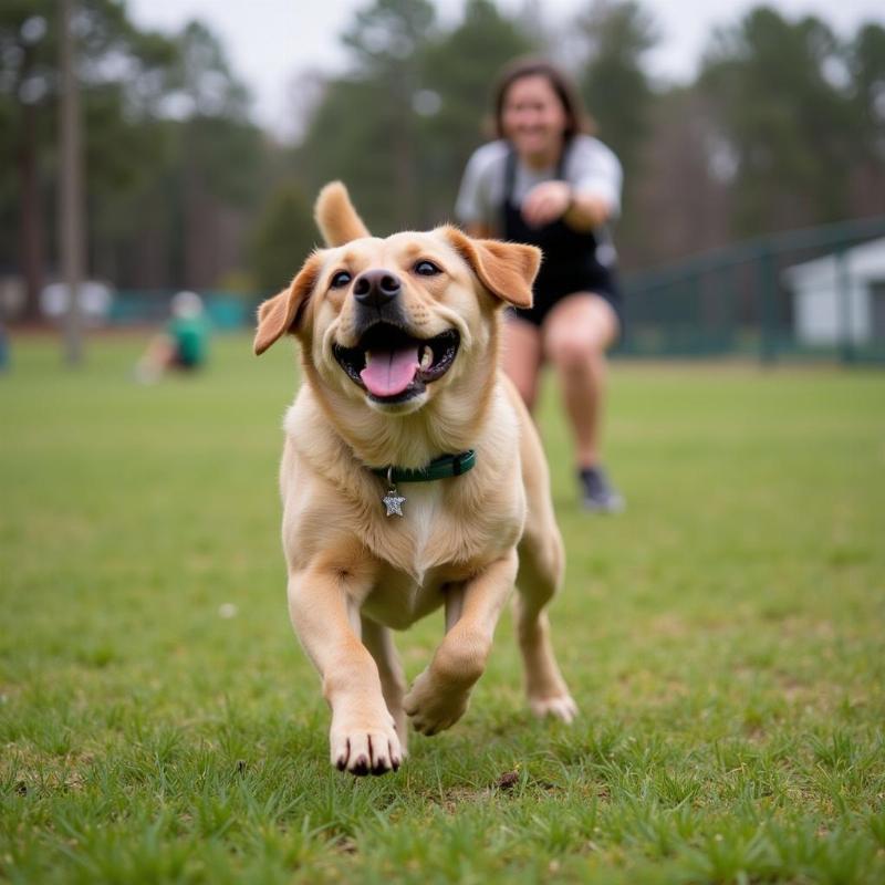 Dog Boarding Southern Pines NC: Finding the Perfect Home Away From Home for Your Pup