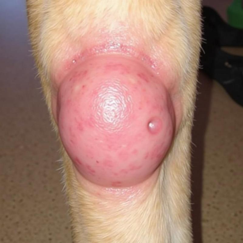 Dog Vaccination Site Swelling