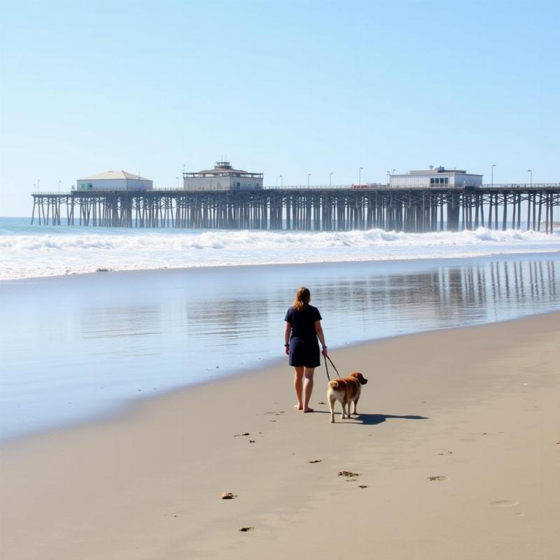 Dog walking on the Strand in Manhattan Beach