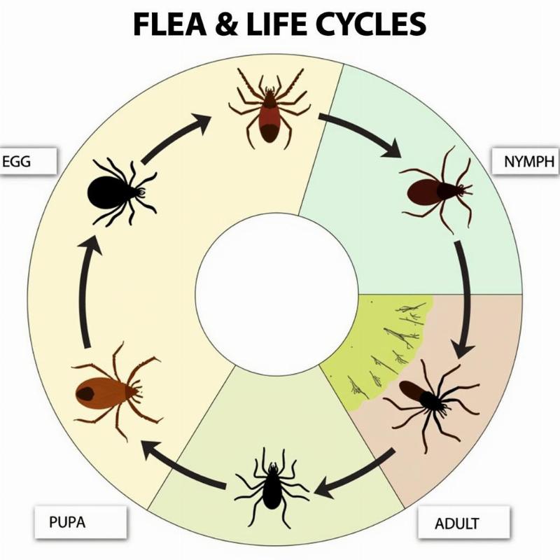 Flea and Tick Life Cycle