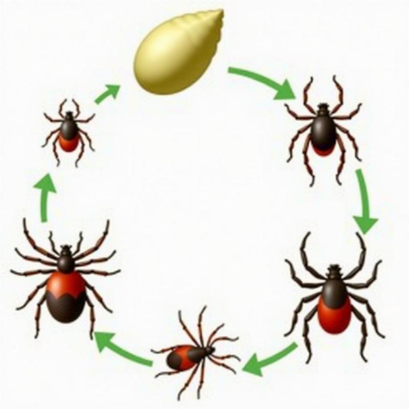 Flea and Tick Life Cycle Diagram