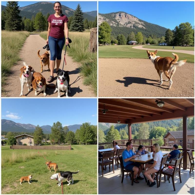 Dog-Friendly Activities in Glenwood Springs