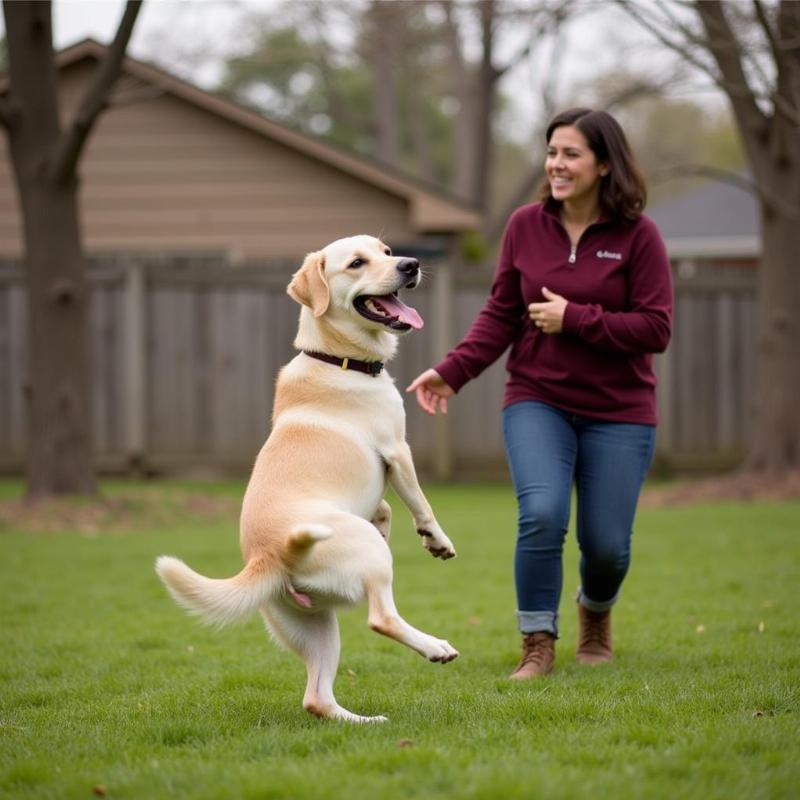 Happy Dog with Sitter in North Richland Hills