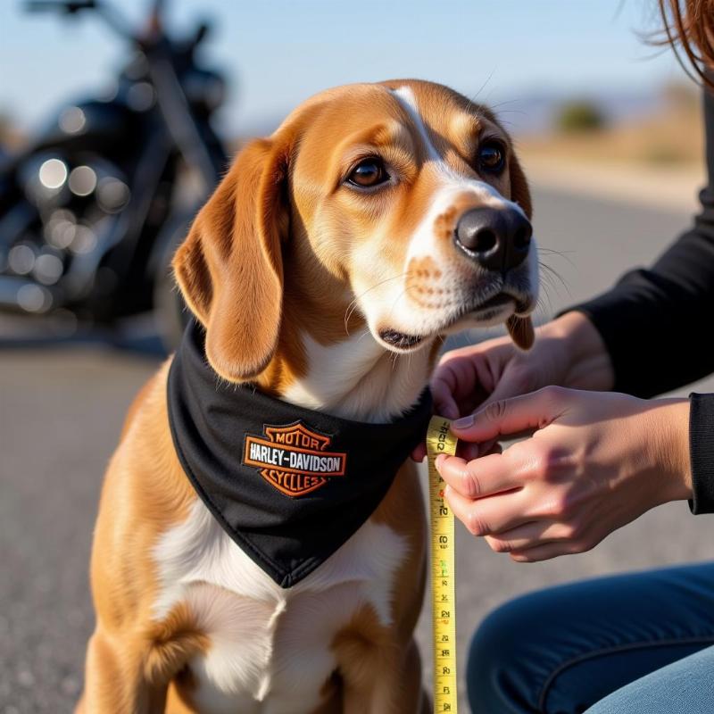 Measuring a dog for a Harley Davidson harness