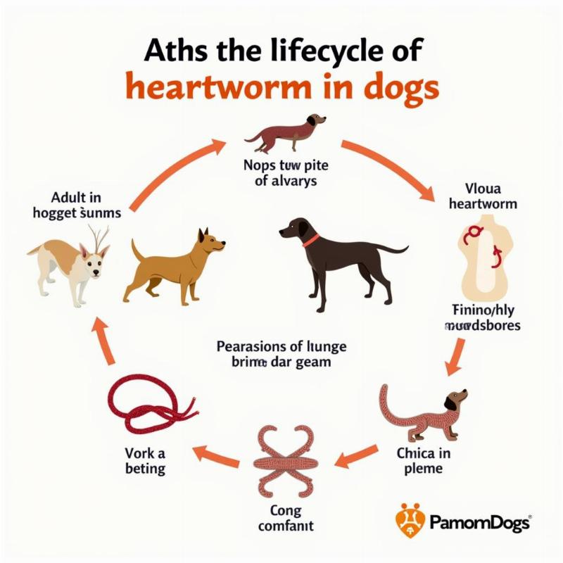 Heartworm Lifecycle in Large Dogs