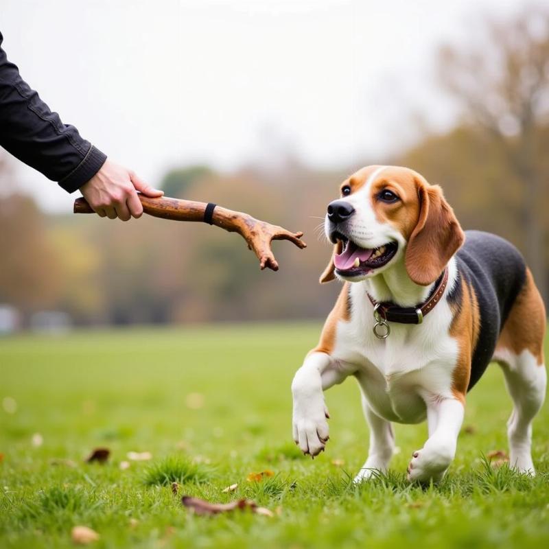 A dog owner safely interacting with their dog using a dog on a stick toy.