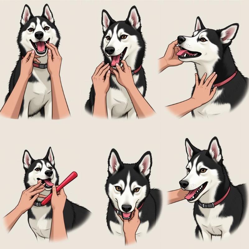 Husky Grooming Tips