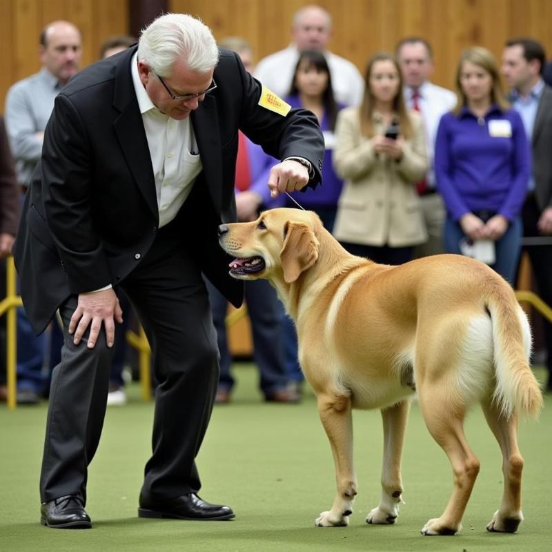 Judging a dog show