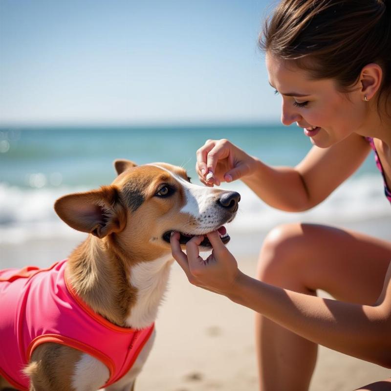 Dog Accessories for the Beach: Ensuring a Safe and Fun Seaside Adventure