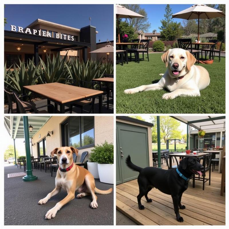 Top dog-friendly restaurant picks in Lewes, DE