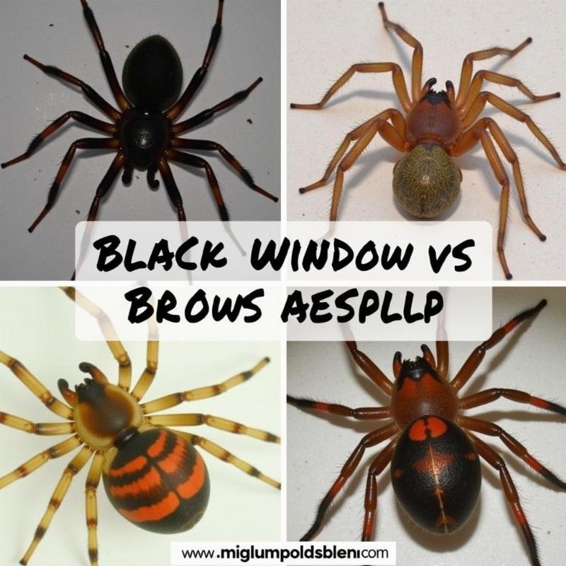 Venomous Spiders in the US