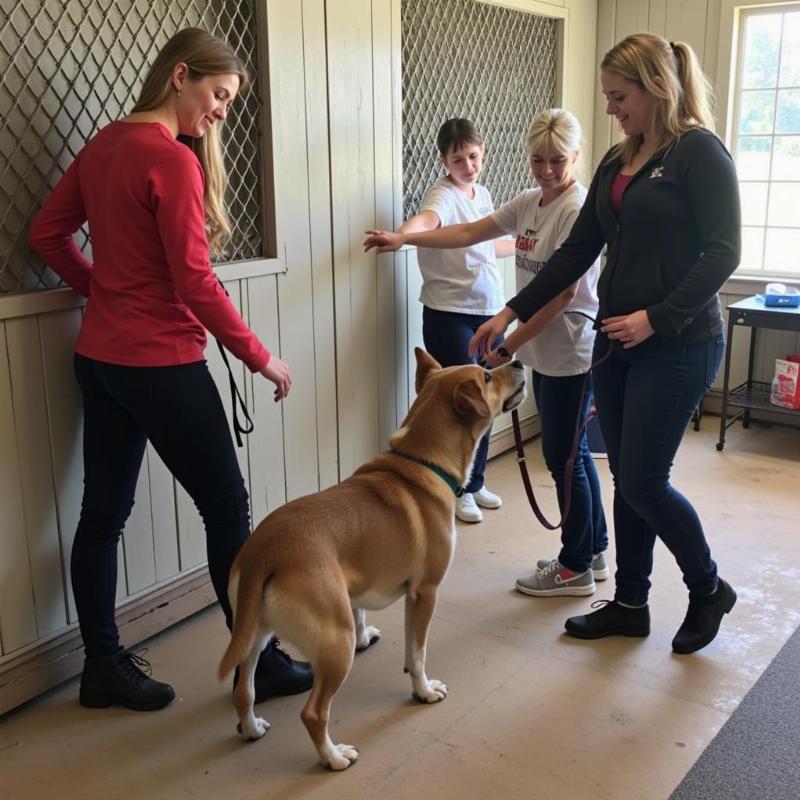 Meeting adoptable dogs at Lucky 7 Dog Rescue