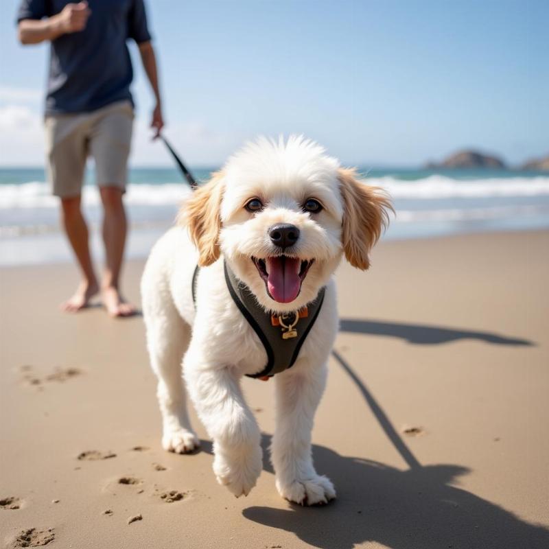 Maltese Dog at San Diego Beach