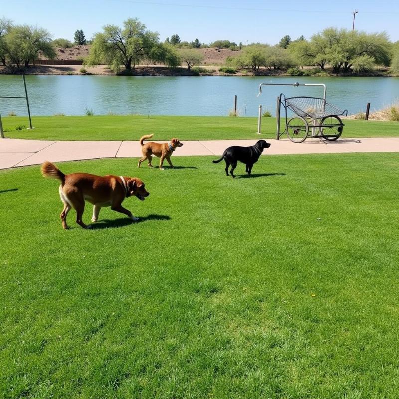 Mesa Riverview Park Dogs