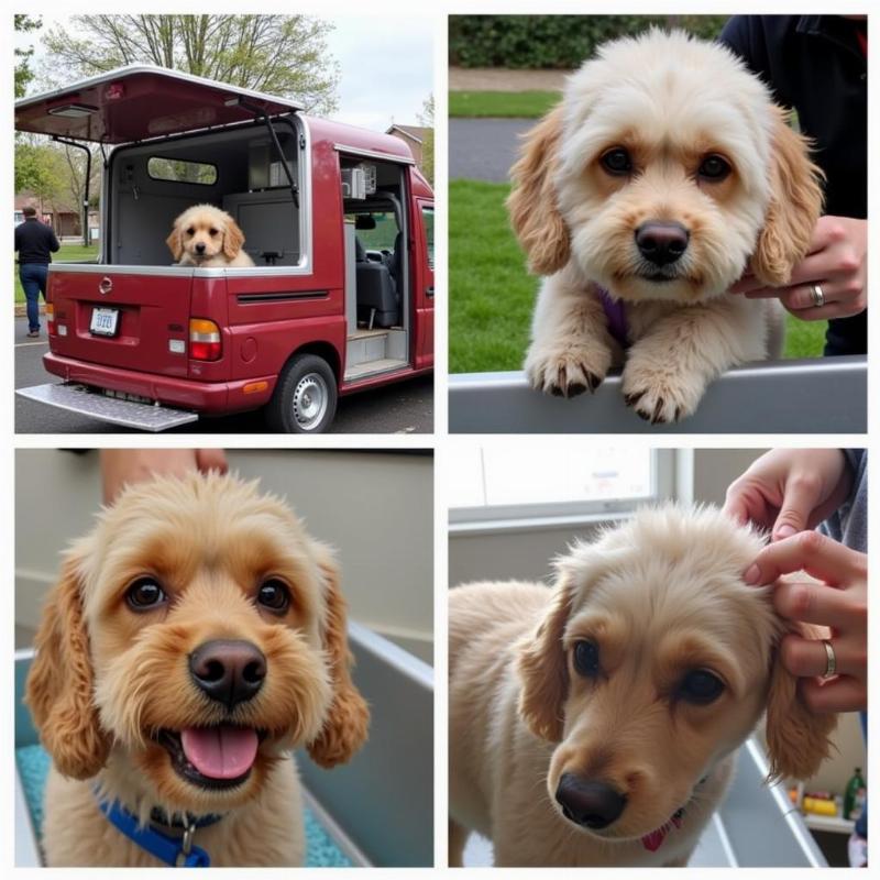 Mobile Dog Grooming Services on Long Island