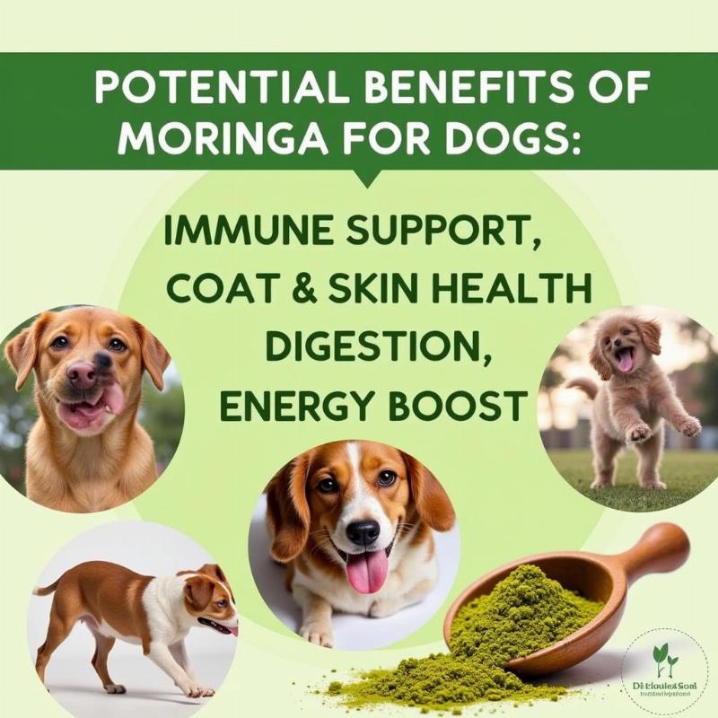 Moringa Powder Benefits for Dogs