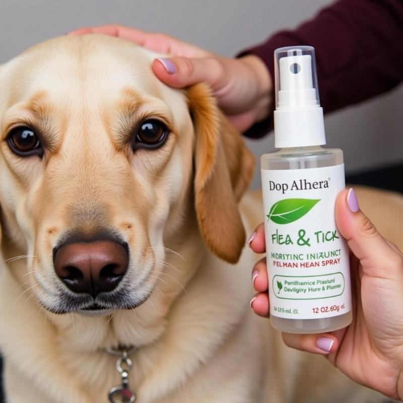 Applying Natural Flea and Tick Spray